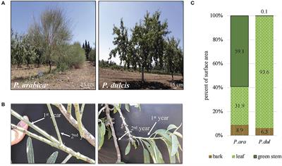 Physiological characterization of the wild almond Prunus arabica stem photosynthetic capability